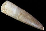 Fossil Plesiosaur (Zarafasaura) Tooth - Morocco #81919-1